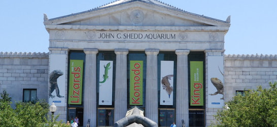 the entrance to shedd aquarium chicago